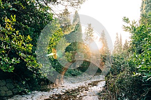 Stone Bridge in the forest. The park Milocer