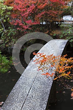 Stone bridge in Japanese garden in autumn season