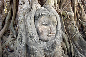 Stone Budda head in the tree roots