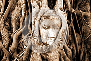 Stone budda head in the tree roots