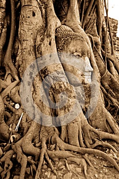 Stone budda head in the tree roots