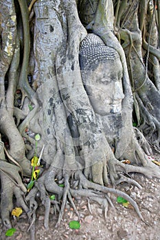 Stone budda head in the tree roots in Ayutthaya