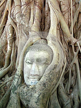 A stone Buddha head entwined within the tree roots