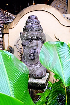 Stone Buddha head with huge tropical leaves at the forefront