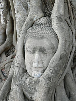 Stone Buddha head surrounded by tree roots