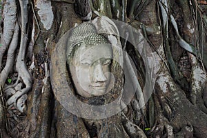 Stone Buddha's head entwined in tree roots