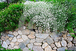 Stone-built wall and plants photo