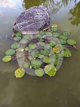 A stone in a calm lake. Una piedra en un lago calmado. photo