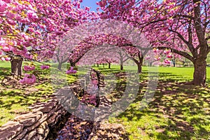 A stone canal reflects pink cherry trees in full bloom