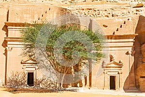 Stone carved nabataean tombs with tree in the middle, Jabal al banat, Hegra, Al Ula, Saudi Arabia
