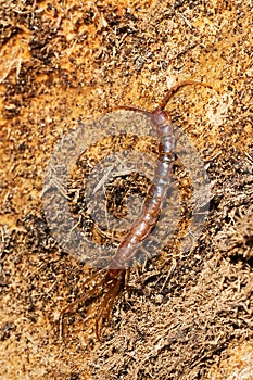 Stone Centipede - Genus Lithobius