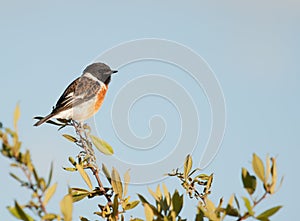 Stone chat perched against a blue sky