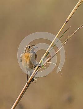 Stone chat perched on a stem of grass