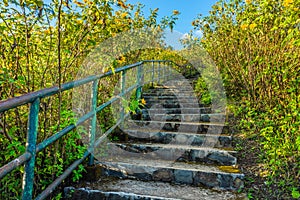 Stone concrete stairway in Tithonia diversifolia field