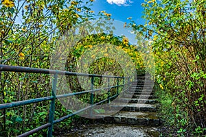 Stone concrete stairway in Tithonia diversifolia field