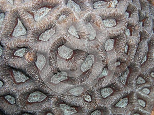 Stone Coral