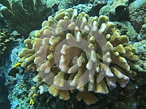 Stone coral