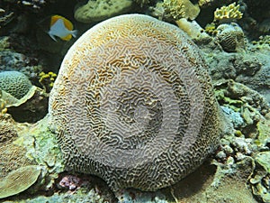 Stone coral