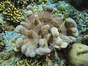 Stone coral