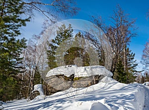 Stone covered with green moss and white snow and pine trees in the winter forest in Altai, Russia