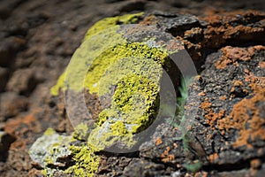 Stone covered with lichen. Stone cover ed with lichen and flowering moss in the sun.