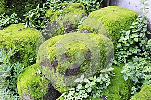 Stone covered with moss