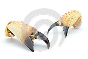 Stone crab claw