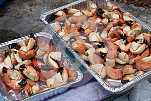 Stone crab claws photo