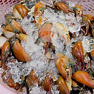 Stone crab claws on ice in Thailand market