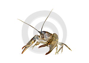 Stone crayfish, Austropotamobius torrentium, is a freshwater crayfish, isolated on white