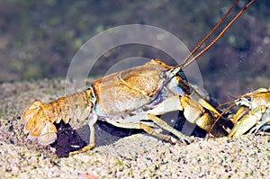 Stone crayfish Austropotamobius torrentium photo
