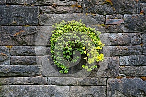 Stone Crop Succulent Growing on Old Stone Wall