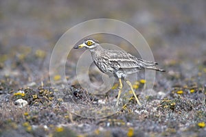 Stone curlew, Burhinus oedicnemus,