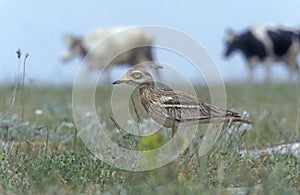 Stone curlew, Burhinus oedicnemus, photo