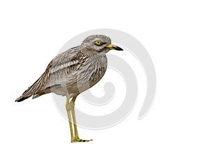 Stone curlew, Burhinus oedicnemus