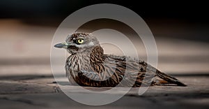 Stone Curlew Chick