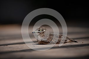 Stone Curlew Chick