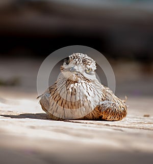 Stone Curlew Chick