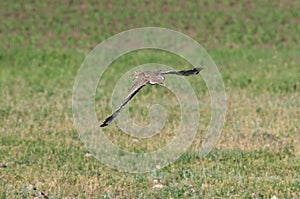 The stone-curlew in flying photo