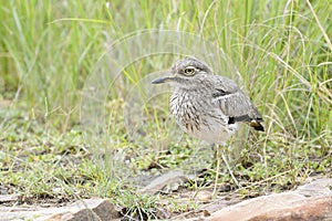 Stone Curlew in grasses photo