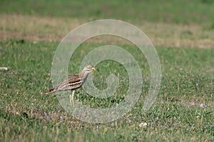 Stone-curlew, single bird on grass photo