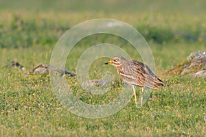 Stone curlew on a steppe habitat