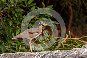 Stone curlews bird at bird sanctuary photo