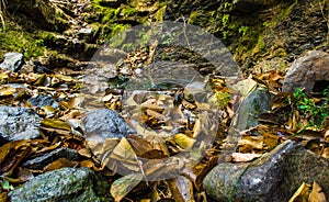 Stone and Defoliation