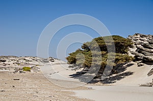 Stone desert with clump of  trees, rocky outcrops, gravel, and some low shrubs photo