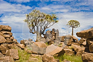 Stone Desert Giant's Playground and Quiver Trees, Namibia photo