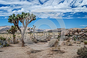 Stone Desert Joshua Tree