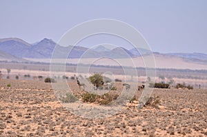 Stone Desert panorama Background in Namibia Africa