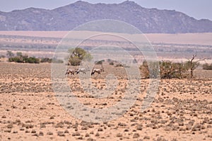 Stone Desert panorama Background in Namibia Africa