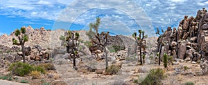 Stone Desert Panoramic